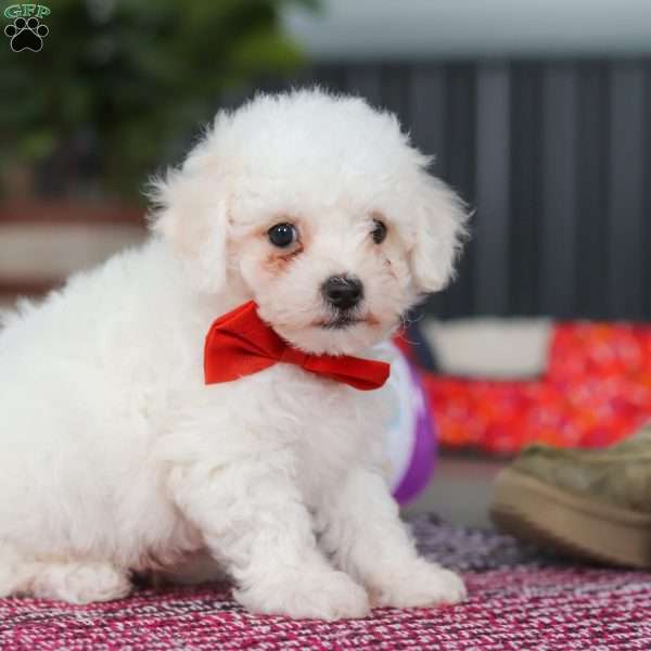 Lucky, Bichon Frise Puppy